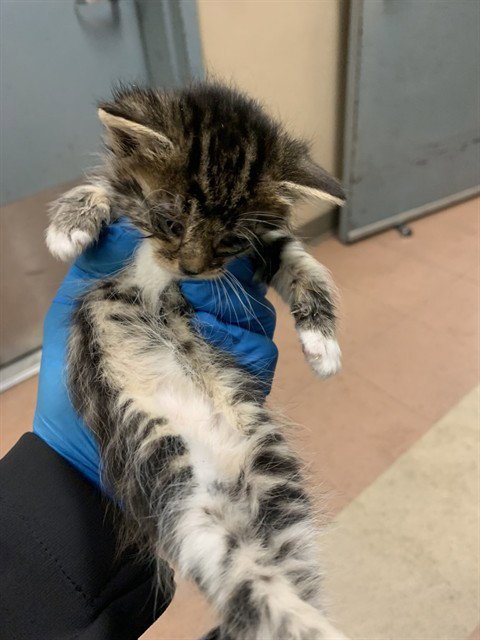 LIGHTNING THE QUEEN - Domestic Short Hair available for adoption