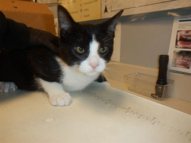 PIPER - Domestic Short Hair available for adoption