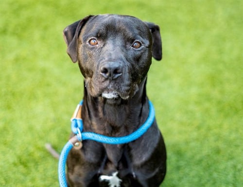 RYAN - Pit Bull Terrier available for adoption