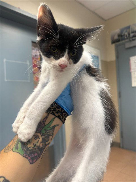 ALFIE - Domestic Short Hair available for adoption