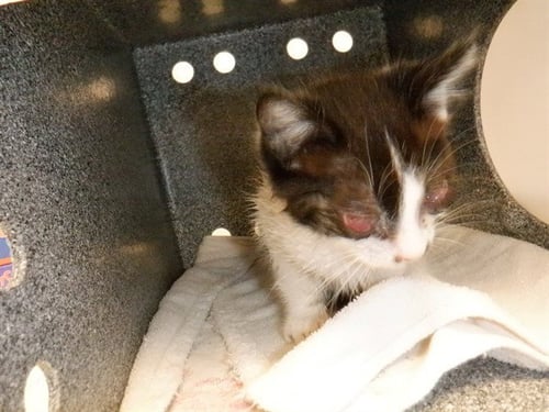 JASON - Domestic Short Hair available for adoption