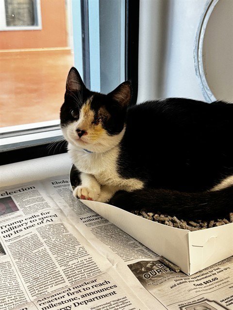 CROUTON - Domestic Short Hair available for adoption