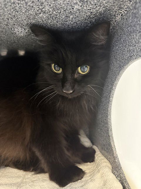 TRIXIE - Domestic Short Hair available for adoption