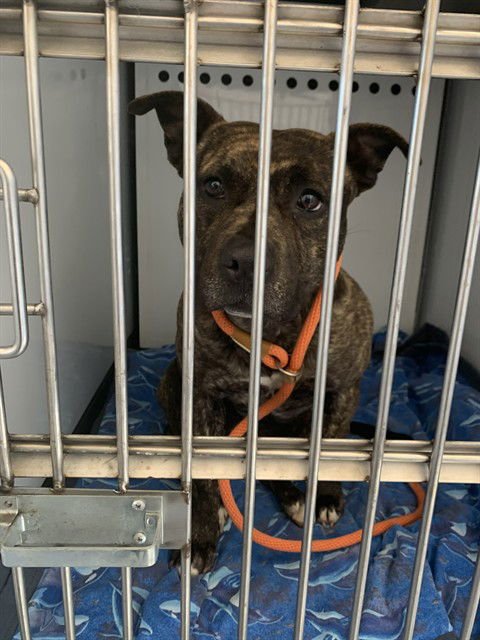 SPLASH - Staffordshire Bull Terrier available for adoption