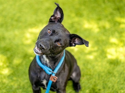 BLUEBERRY - Pit Bull Terrier available for adoption