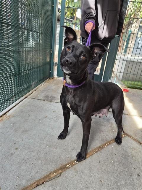 BLUEBERRY - Pit Bull Terrier available for adoption