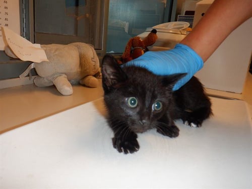 CROWLEY - Domestic Short Hair available for adoption
