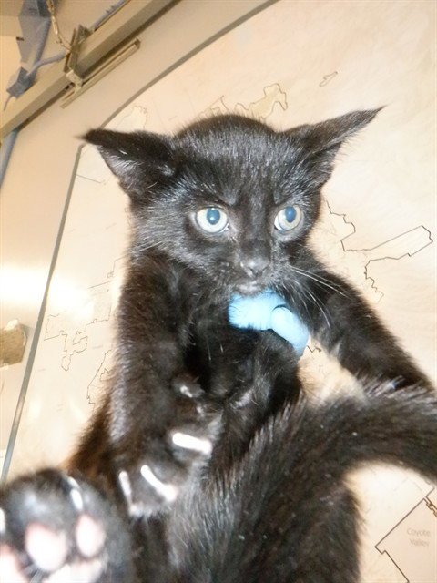 MICHAEL - Domestic Short Hair available for adoption