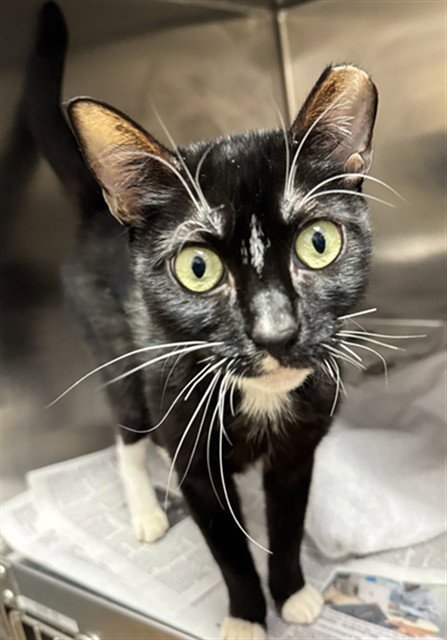 BUMBLE - Domestic Short Hair available for adoption