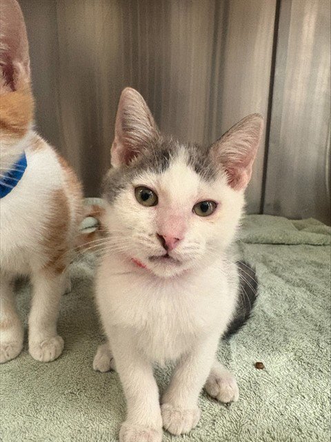 SHARKY - Domestic Short Hair available for adoption