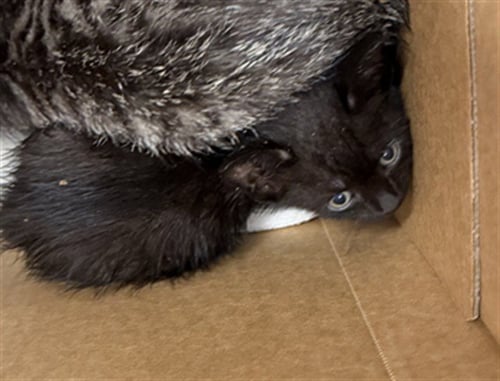 CARBON - Domestic Short Hair available for adoption