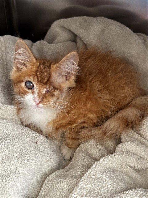 OLIVER Image