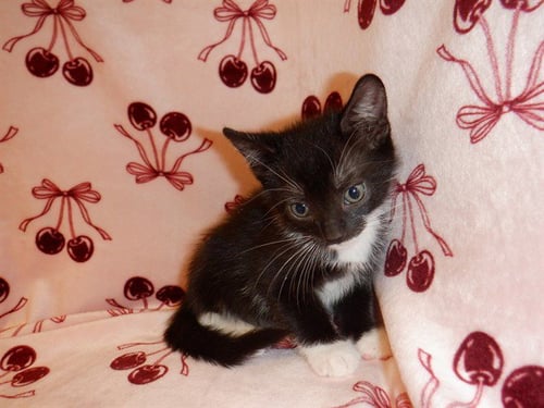 PHIL - Domestic Short Hair available for adoption