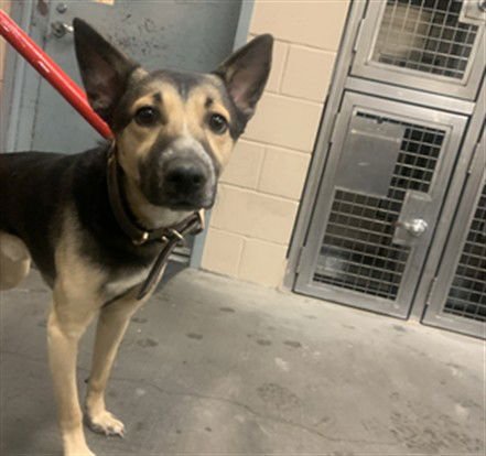 BISHOP - Australian Cattle Dog/Blue Heeler available for adoption