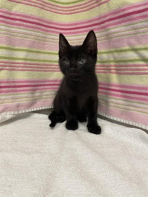 LIQUORISH - Domestic Short Hair available for adoption