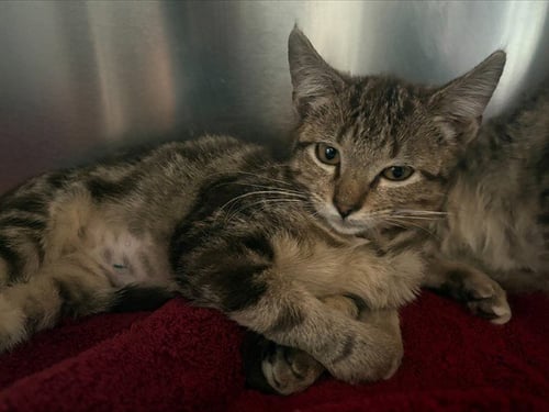 LILY - Domestic Short Hair available for adoption