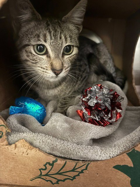 TABITHA - Domestic Short Hair available for adoption