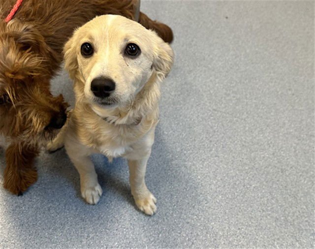 A1403248 - Chihuahua available for adoption