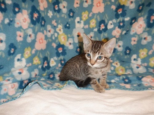 APPLE - Domestic Short Hair available for adoption