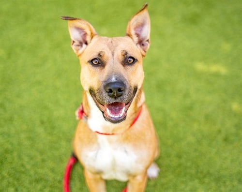 CARLY - Pit Bull Terrier available for adoption