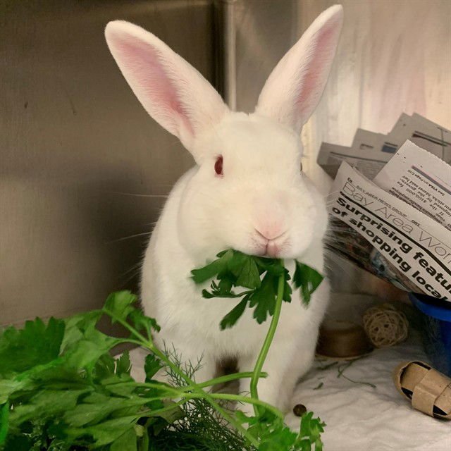 ENNIS - Rex available for adoption