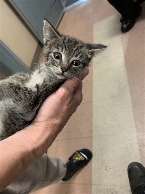 APPLE - Domestic Short Hair for adoption in San Jose