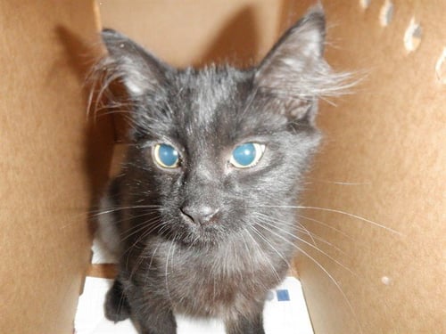 GRASSJELLY - Domestic Medium Hair available for adoption