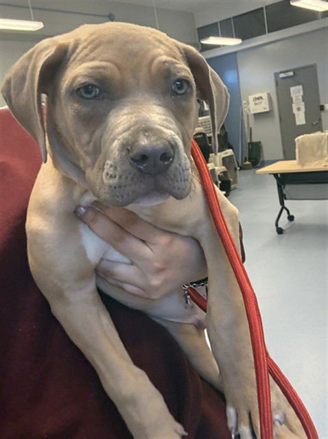 MARCUS - Mastiff / Pit Bull Terrier available for adoption