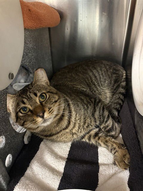 KOALA - Domestic Short Hair available for adoption