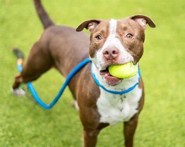 DEEVO - Pit Bull Terrier available for adoption