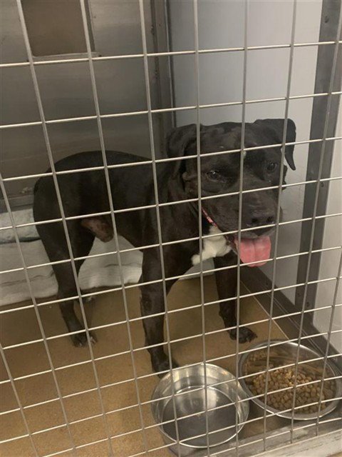 NEO - Pit Bull Terrier available for adoption