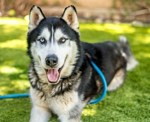 NARWHAL - Siberian Husky available for adoption