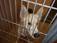 HOPE - Photo 1