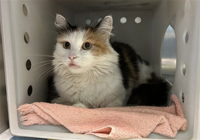 MARBLE - Domestic Medium Hair available for adoption