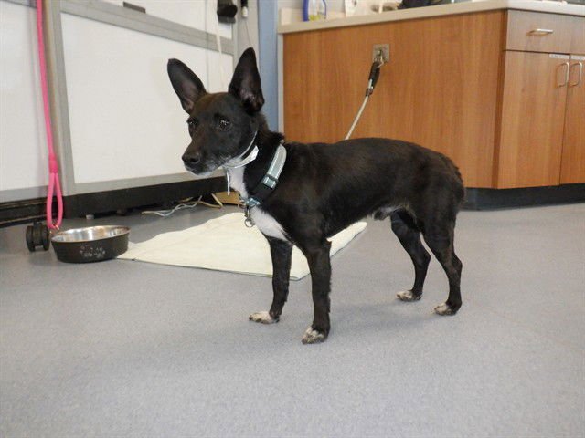 CLIFFORD - Chihuahua available for adoption