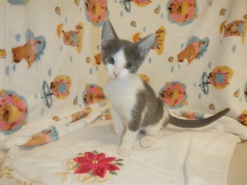 SHAKE SHACK BURGER - Domestic Short Hair available for adoption