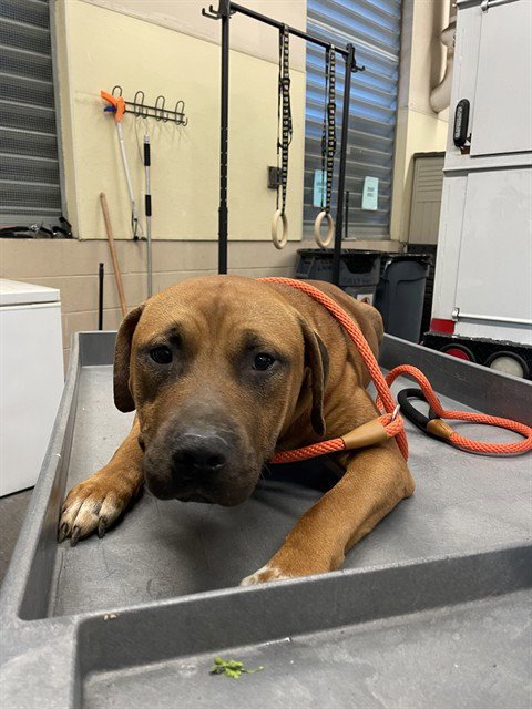TEDDY - Pit Bull Terrier available for adoption