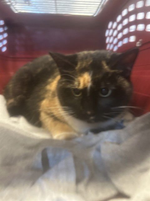 CHICKIE - Domestic Short Hair available for adoption