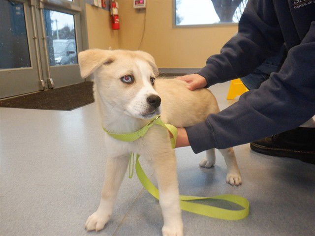 LUMPIA - Siberian Husky / Pit Bull Terrier available for adoption