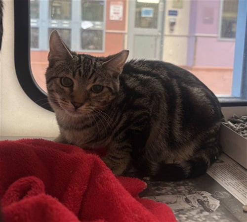 LEO - Domestic Short Hair available for adoption