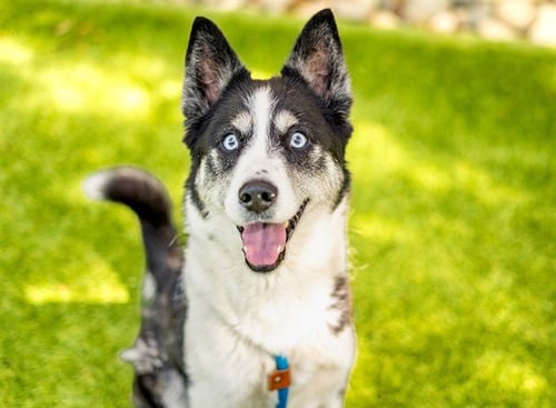 LICORICE - Siberian Husky / Border Collie available for adoption