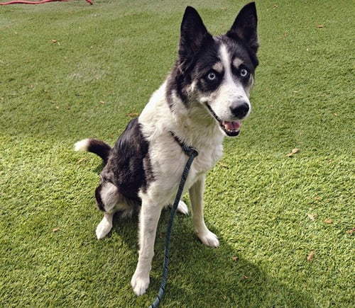 LICORICE - Border Collie available for adoption
