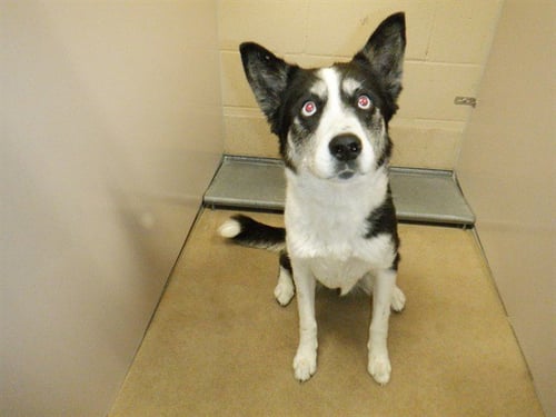 LICORICE - Border Collie available for adoption