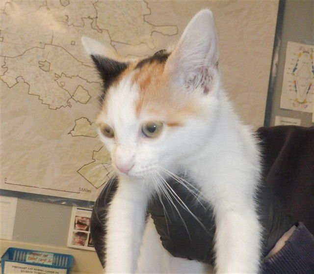 A1399808 - Domestic Short Hair available for adoption