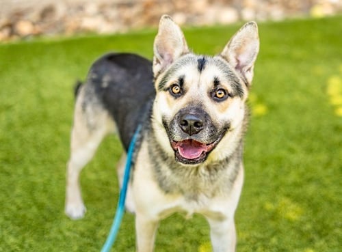 CHESTER - German Shepherd Dog available for adoption