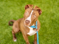 GINGERSNAP - Photo 1