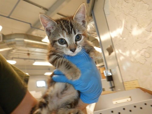 BRIDGETT - Domestic Short Hair available for adoption