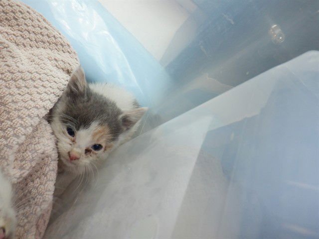 NATASHA - Domestic Short Hair available for adoption