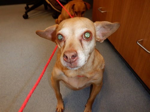 BELLA - Chihuahua available for adoption