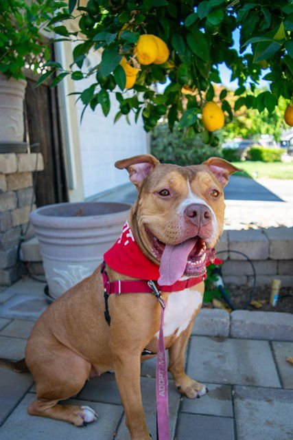 SUSIE-Q - Pit Bull Terrier available for adoption